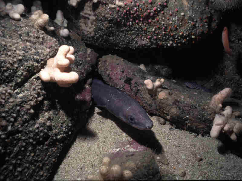 A conger eel Conger conger and a leopard spotted goby Thorogobius ephippiatus.