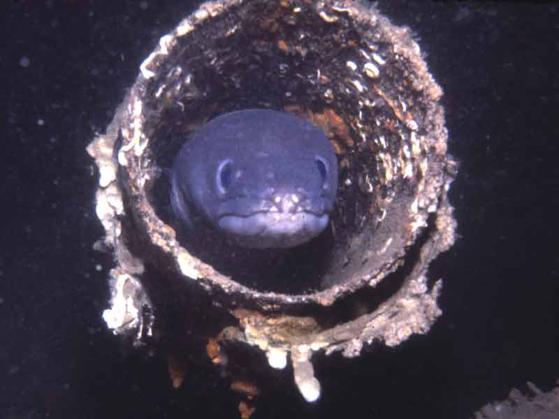 [concon2]: A conger eel in the funnel of the wreck of the MV <i>Robert</i> at Lundy.