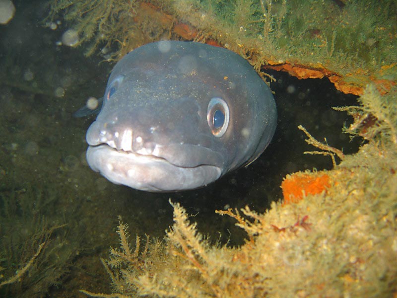 Conger conger on the City of Ghent, at the Manacles, southwest Cornwall.