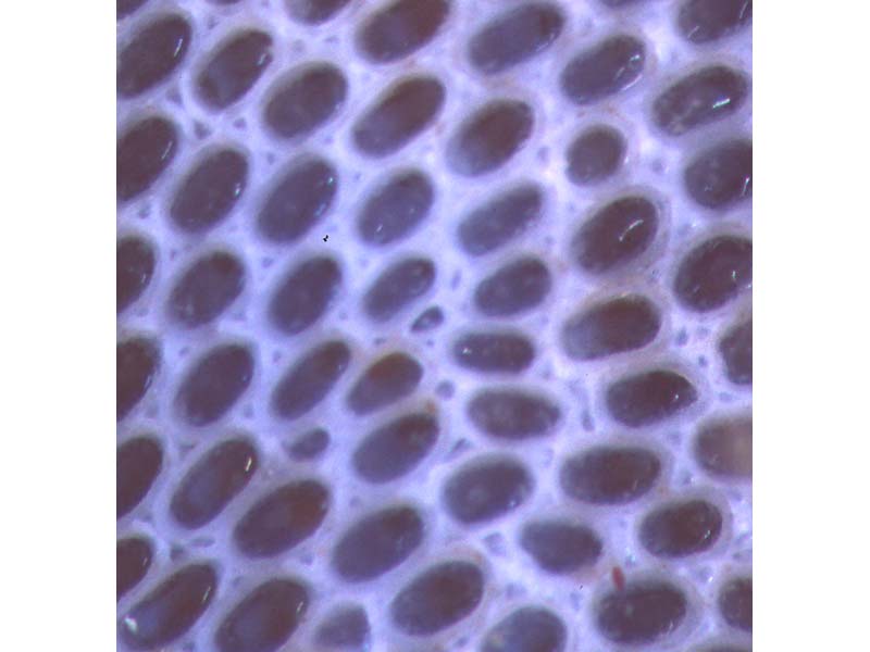 Modal: Close up of the zooids of <i>Conopeum reticulum</i>.