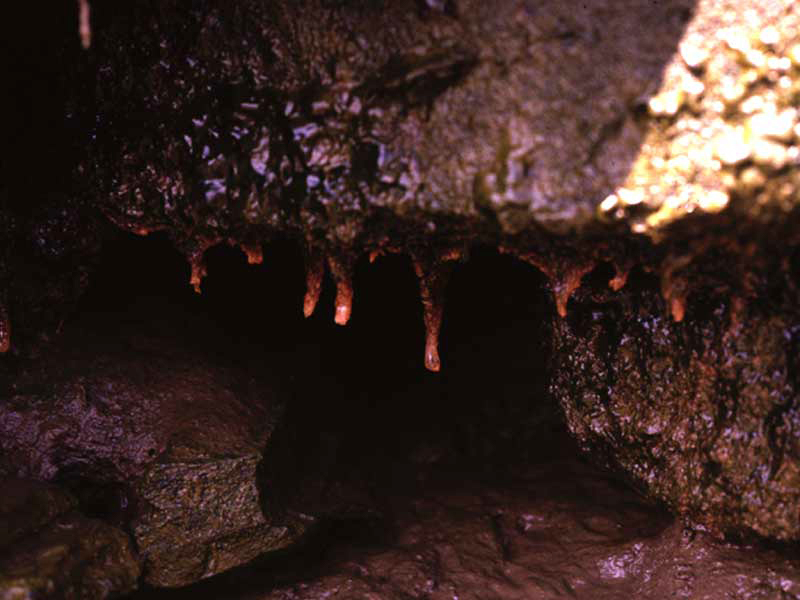 Modal: <i>Cordylophora caspia</i> colony present under an overhang.