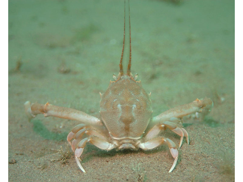 Male Corystes cassivelaunus in the Channel Isles.