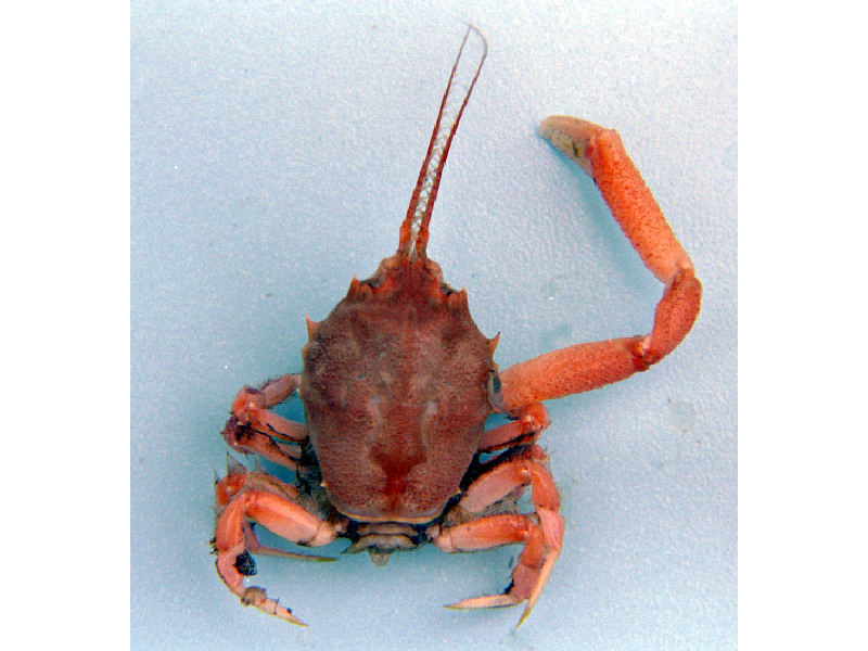 Male Corystes cassivelaunus highlighting length of cheliped.