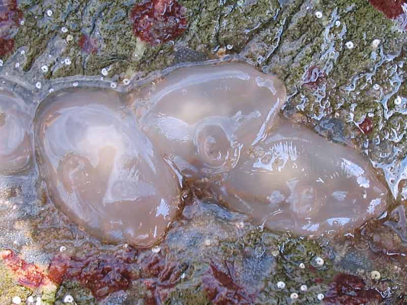 Modal: <i>Corella eumyota</i> on a rocky shore.