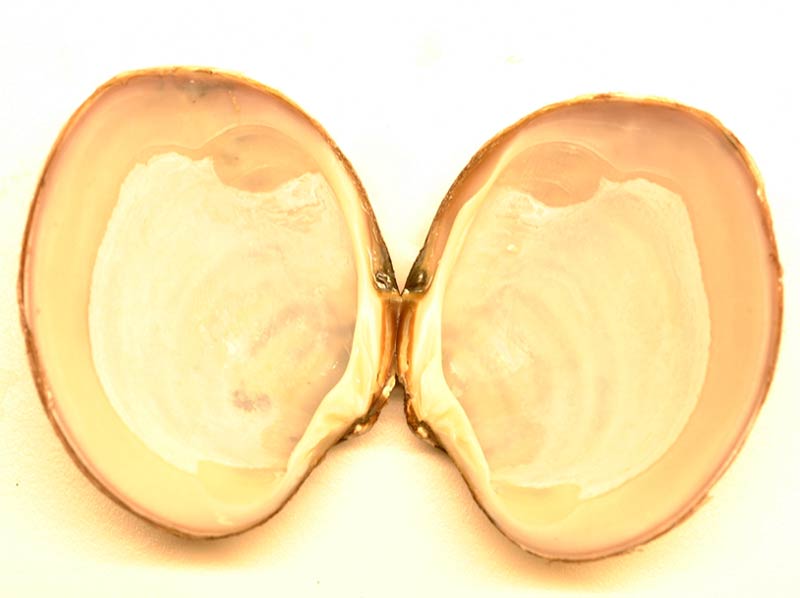 [corgib2]: <i>Varicorbula gibba</i> shell opened to show ligment and hinge teeth.