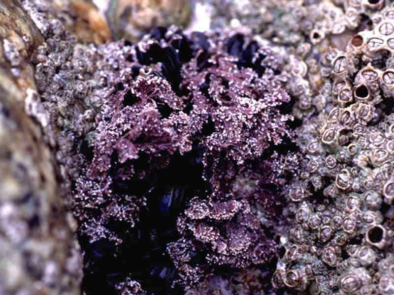 [coroff2]: Compact <i>Corallina officinalis</i> in rock cleft.
