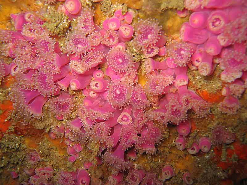 Corynactis viridis on the hull of the wreck of the City of Westminster, Manacles, southwest Cornwall.