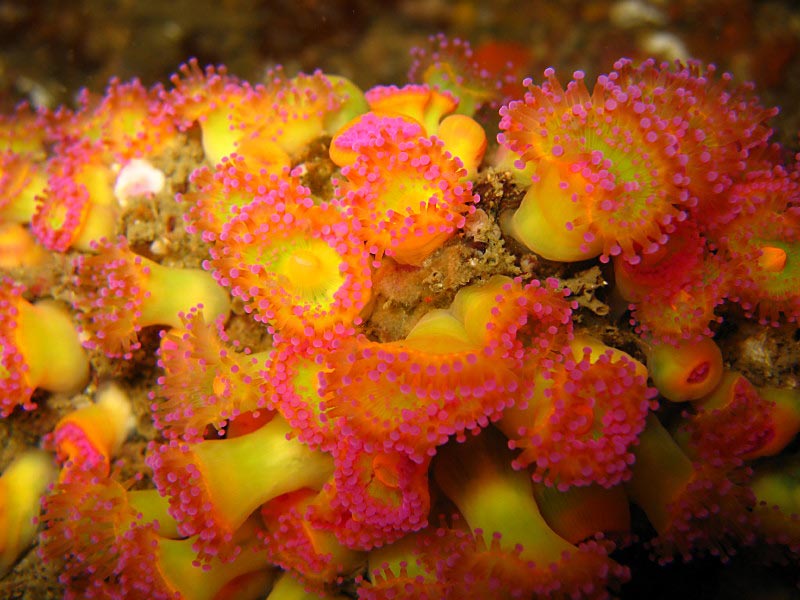 [corvir6]: <i>Corynactis viridis</i> on Penryn Reef, Manacles, southwest Cornwall.