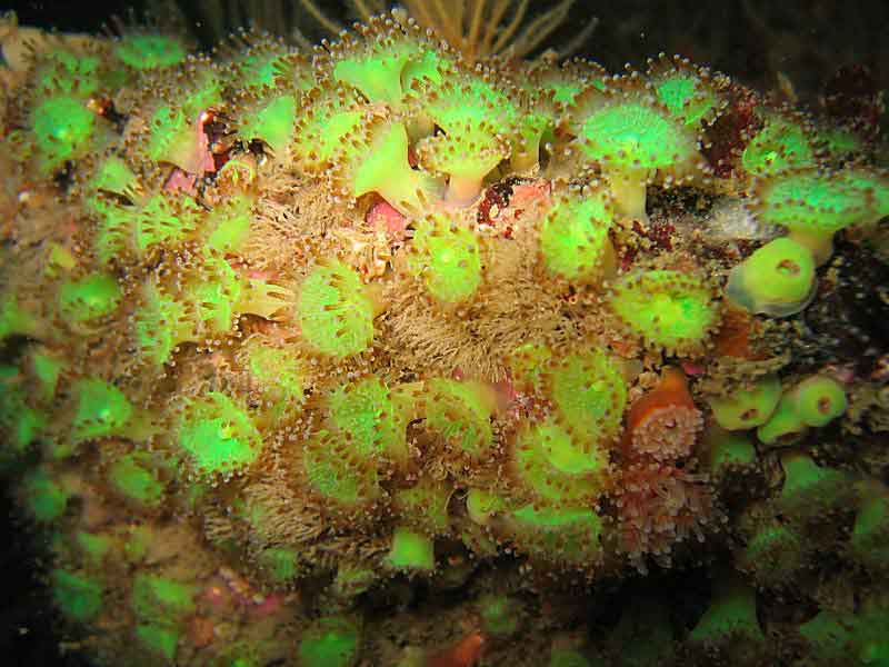 Corynactis viridis on the wreck of the Mohegan at the Manacles, southwest Cornwall.