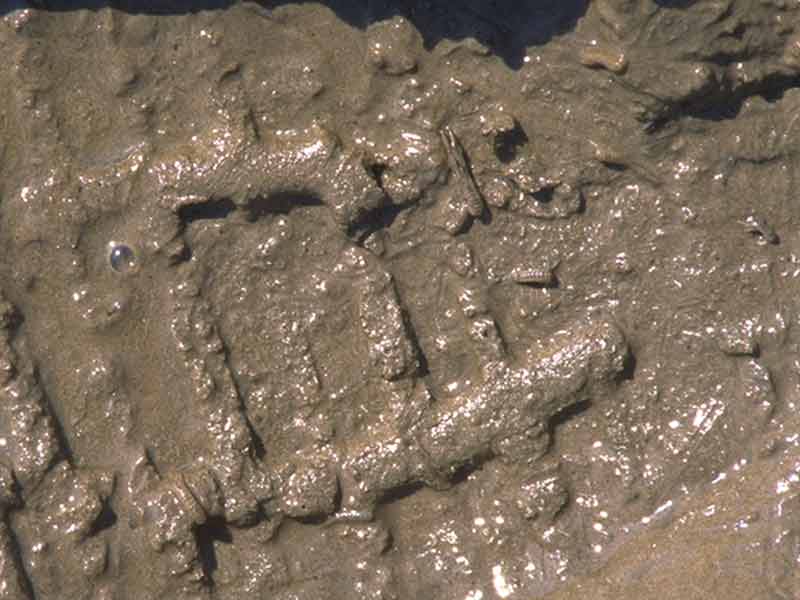Modal: <i>Corophium volutator</i> in a muddy footprint.
