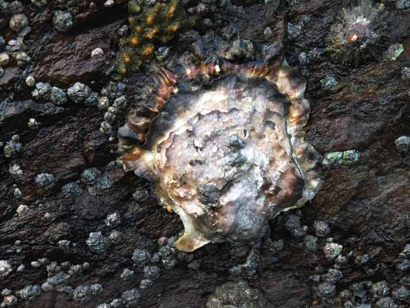 Modal: <i>Magallana gigas</i> on a dark, barnacle covered rock.