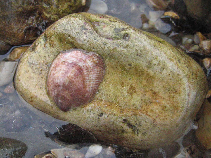 Modal: Individual <I>Crepidula fornicata</I> on pebble intertidally