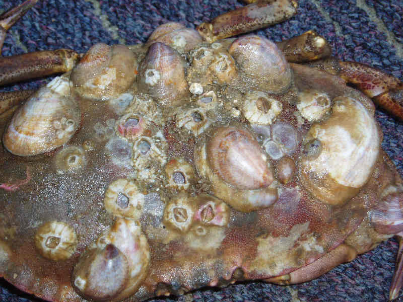 Modal: <i>Crepidula fornicata</i> growing on the shell of an edible crab illustrating diversity of substrata on which it can grow.
