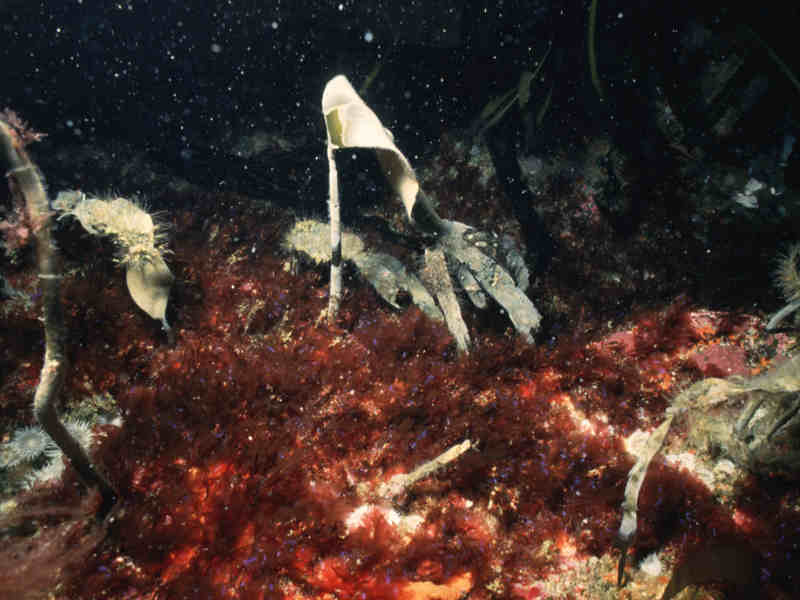 Image: A rock shelf dominated by Cryptopleura ramosa with Laminaria sp. at 20 m depth.