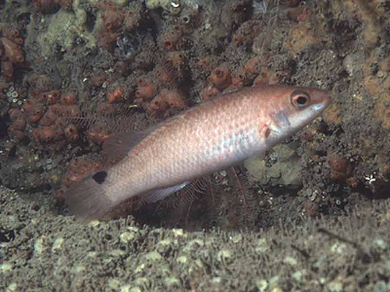 Goldsinny wrasse.