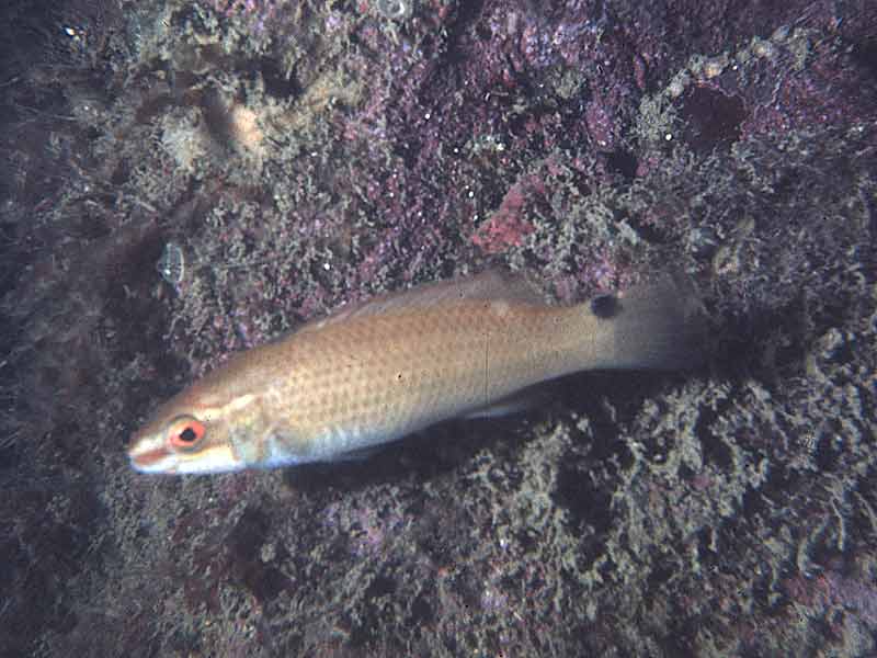 Ctenolabrus rupestris