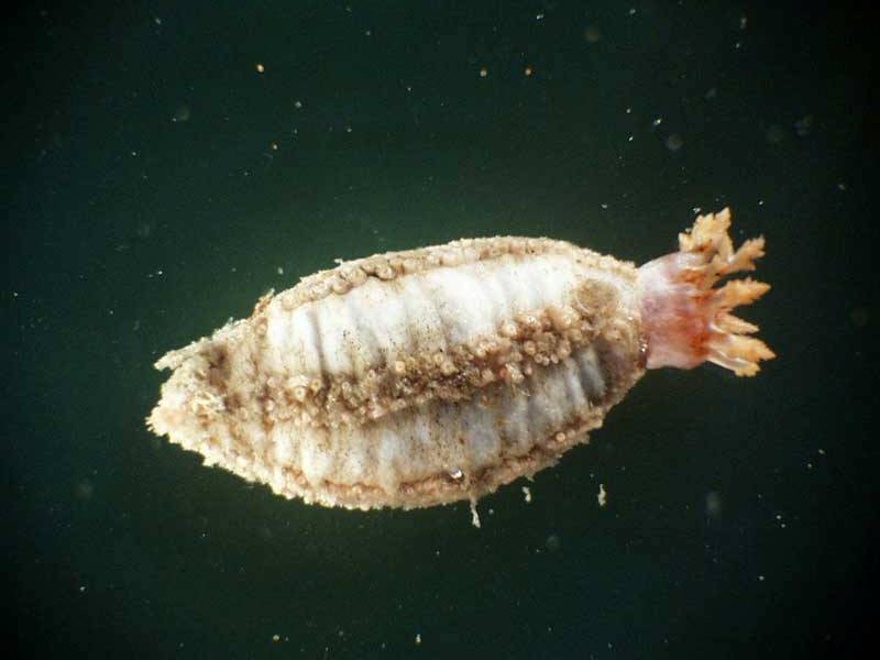 Cucumaria frondosa in a laboratory.