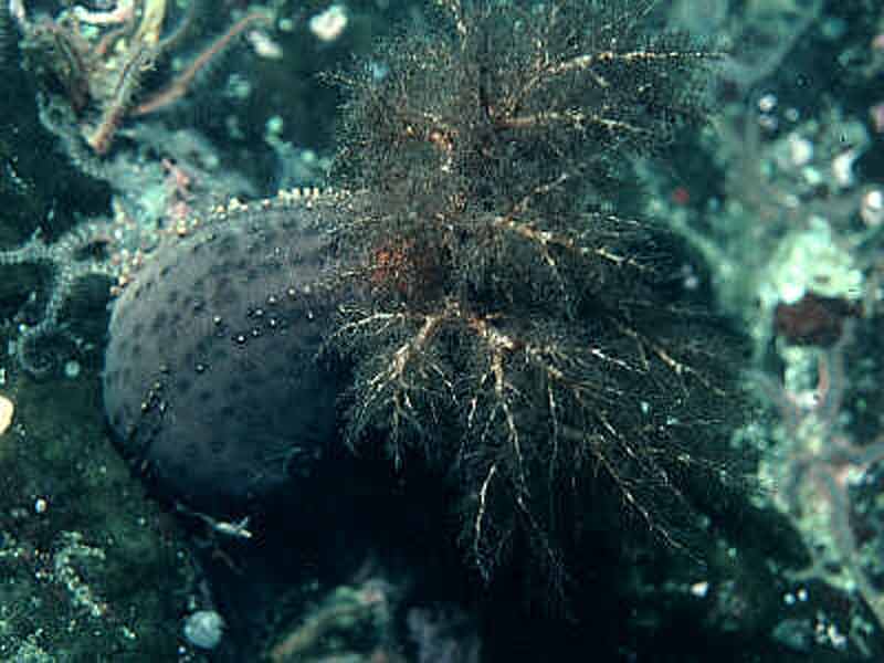 Cucumaria frondosa photographed off the Faroe Islands.