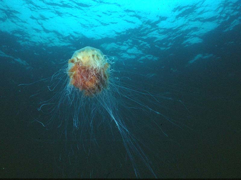 Cyanea capillata off the Isle of Man.