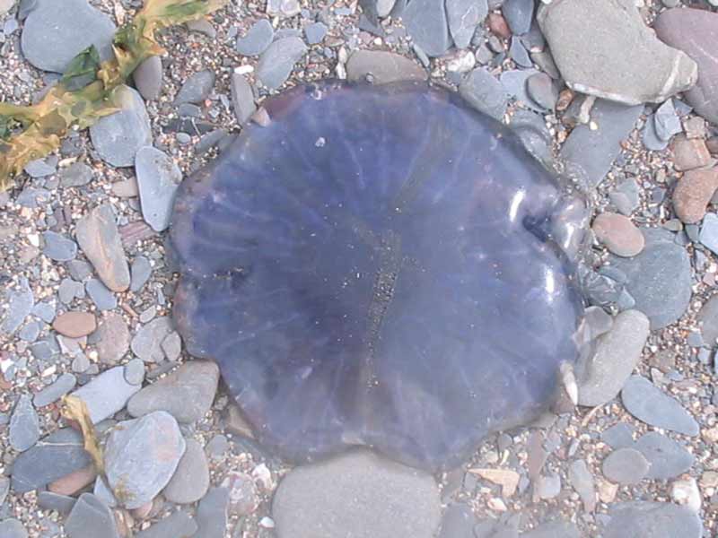Modal: <i>Cyanea lamarckii</i> washed ashore a cobble beach.