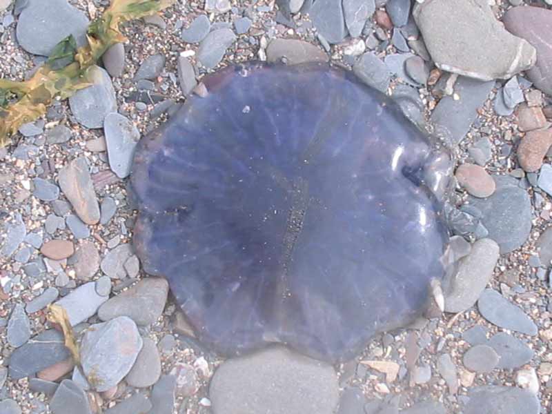 Cyanea lamarckii washed ashore a cobble beach.