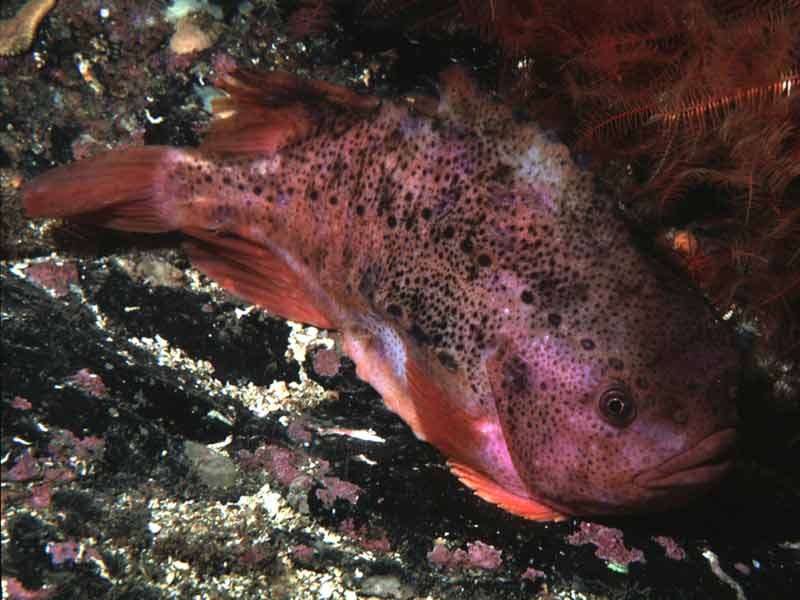 Modal: Male lump fish <i>Cyclopterus lumpus</i> attached to shallow seabed, Strome Narrows, Loch Carron.