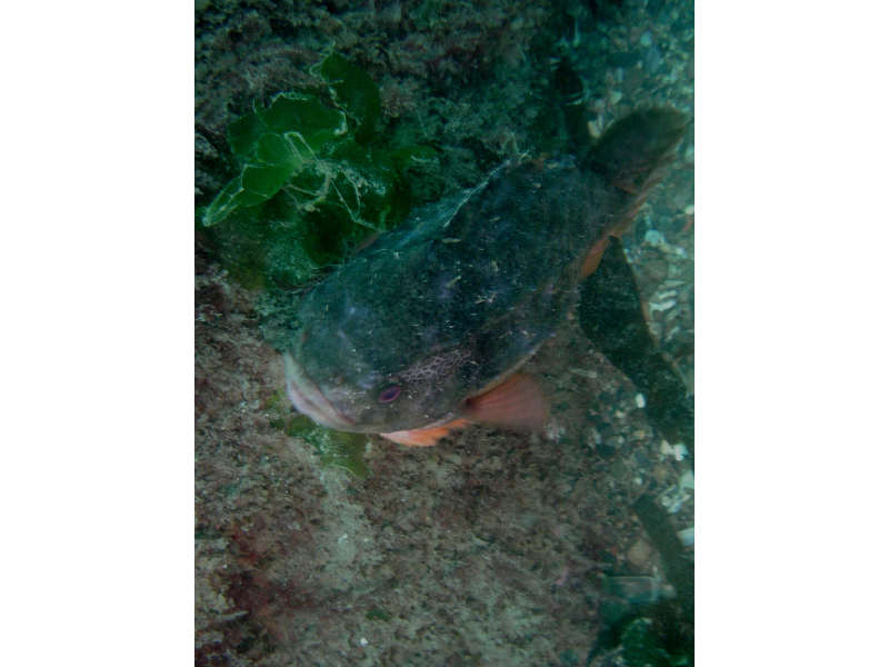 Modal: The lumpsucker <i>Cyclopterus lumpus</i> swimming across the seabed.