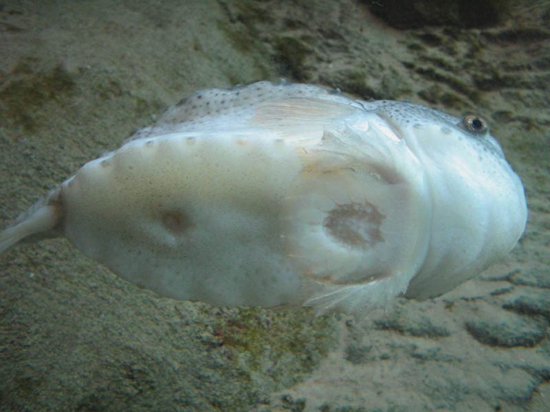 The underside and sucker of Cyclopterus lumpus.