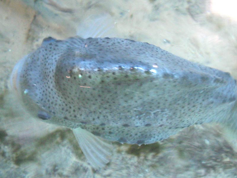 A dorsal view of Cyclopterus lumpus in an aquarium.