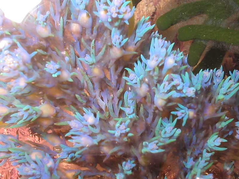 [cystam4]: Bright blue tips of <i>Cystoseira tamariscifolia</i>.