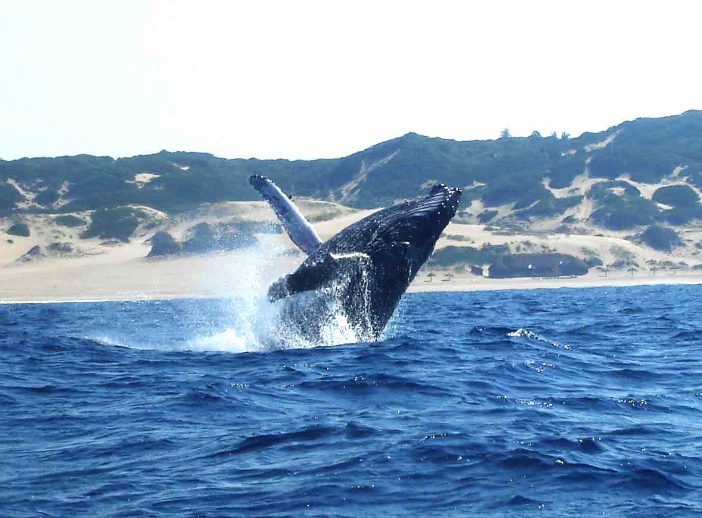 A breaching male humpback whale.