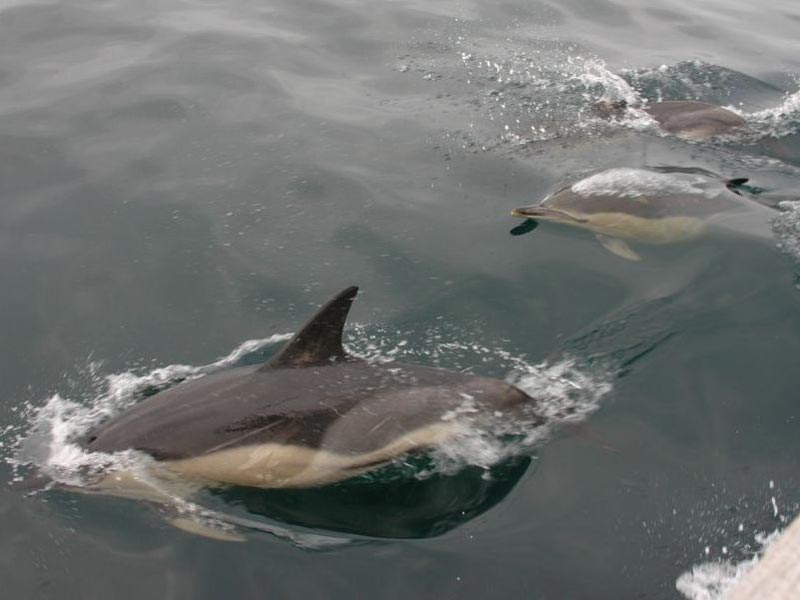 [deldel]: Three common dolphins leaping out of the water.