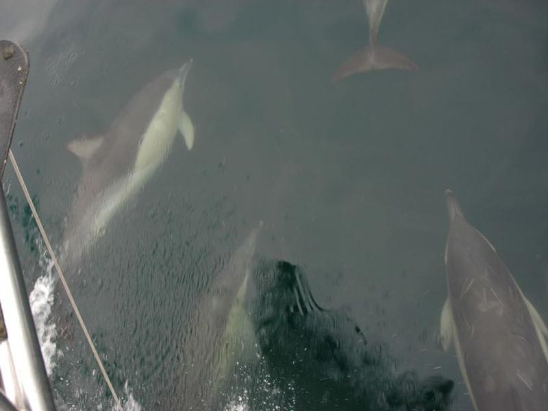 Image: Common dolphins swimming in front of a sailing vessel.