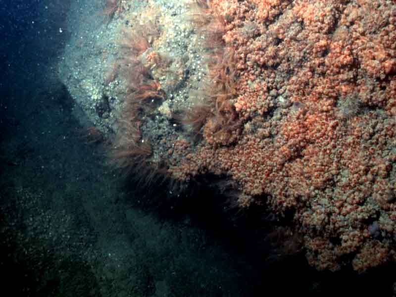 Image: Baked bean sea squirts and feather stars dominating rock above a overhang.