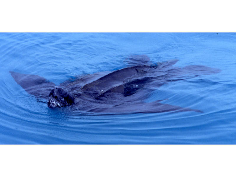 [dercor]: Leatherback turtle swimming at the surface.
