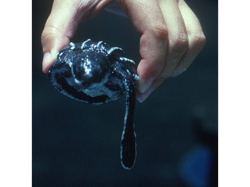 Modal: Recently hatched leatherback turtle.