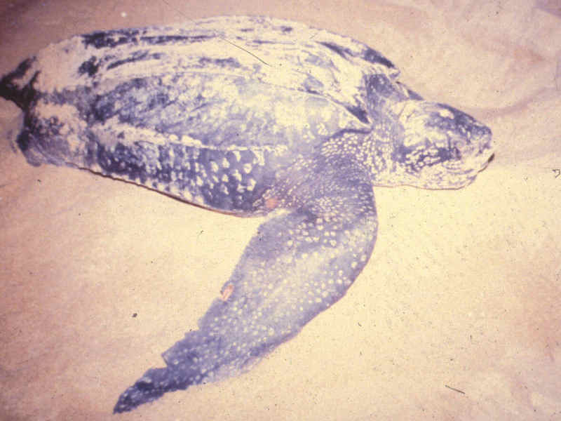 Leatherback turtle on egg laying  beach at Terrengganu in Malaysia.