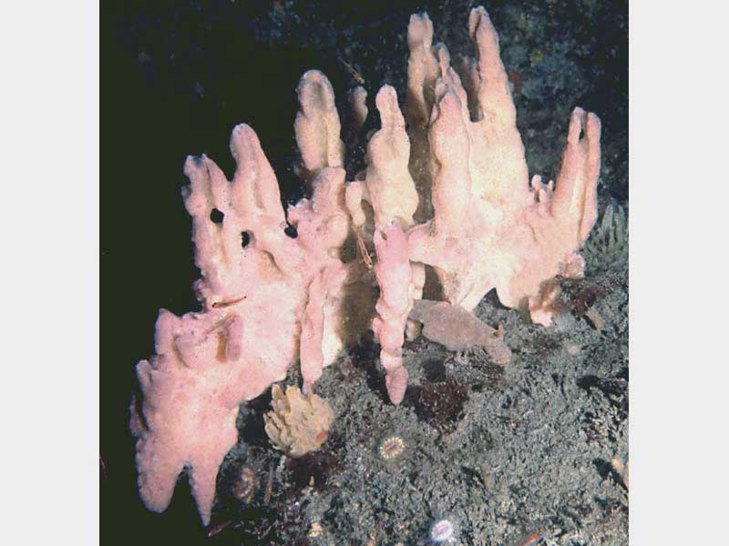 Modal: Massive growth of <i>Desmacidon fruticosum</i> sponge.