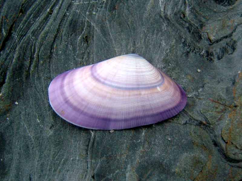 Image: Shell half of the banded wedge shell