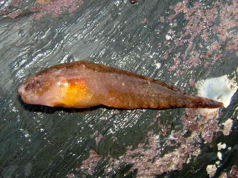 Modal: Left side of the sea snail