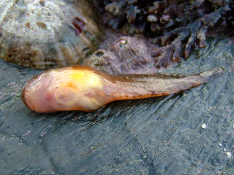 Modal: Ventral side of sea snail, showing pelvic fins modified as sucker