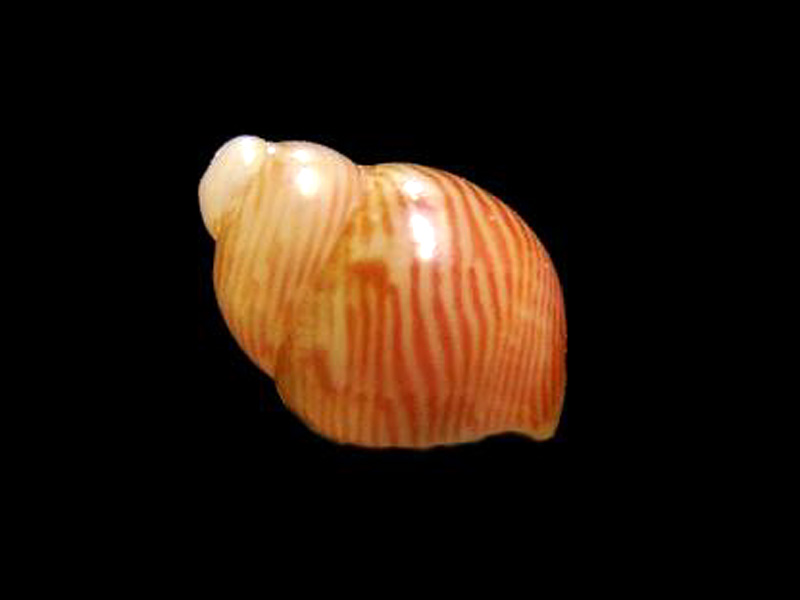 Modal: Right side of pheasant shell