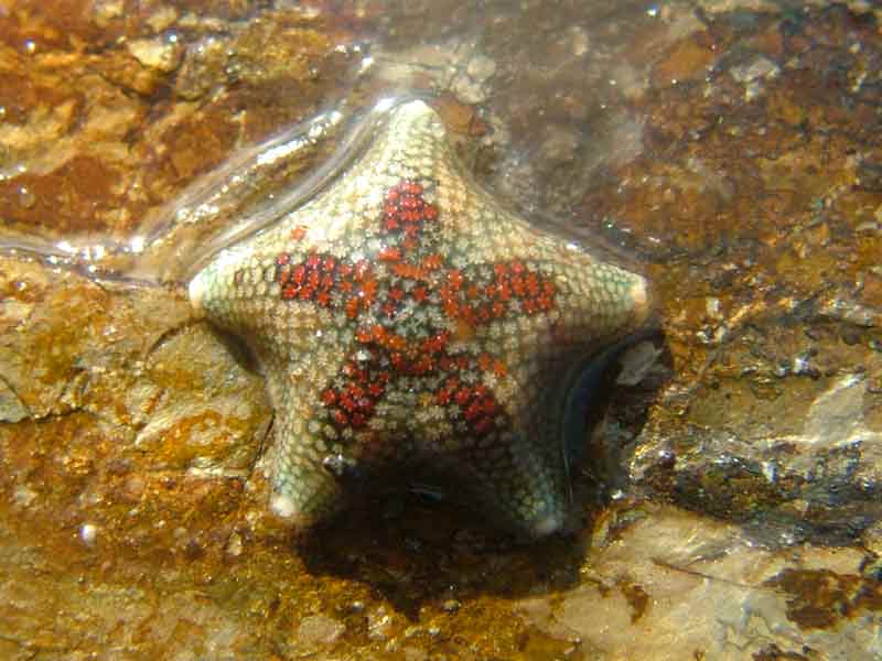 Asterina Star Fish