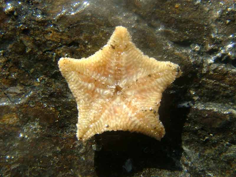 [dfenwick20040105_6]: Close-up of the oral (underside) side of a cushion star found in an intertidal rockpool.