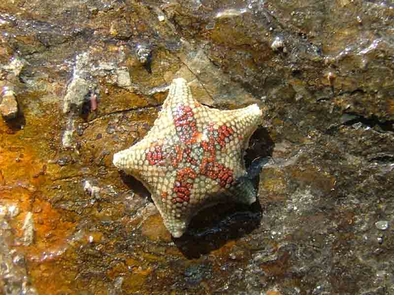 Modal: The aboral (top) side of a cushion star found in an intertidal rockpool.
