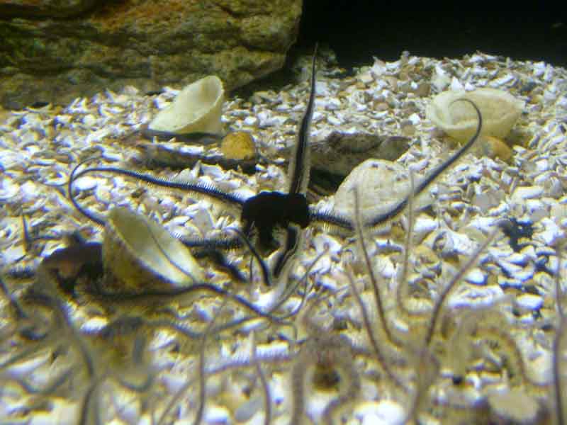Modal: Black brittlestar in an aquarium.