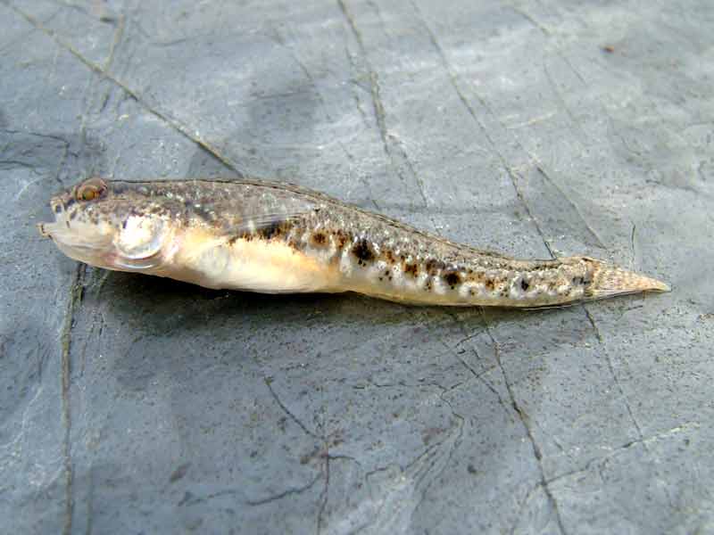 Image: Common goby removed from tidepool