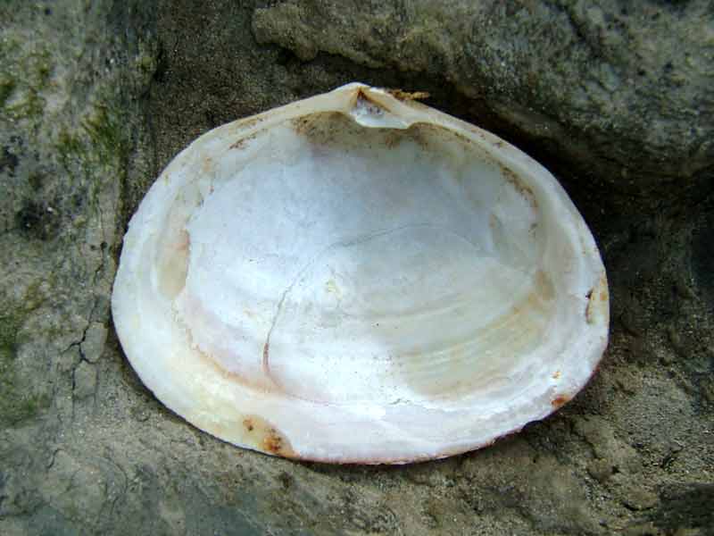 Modal: Interior of one valve of the peppery furrow shell