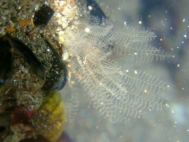 Modal: An attached hydroid found in a littoral rockpool.