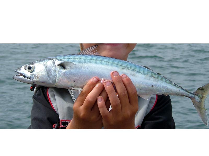 Image: A freshly-caught mackeral